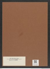 Actinoptychus sp. (de-Toni-Nr.: Genus 227) Zeichnungen Sammlung Grunow Mappe 05380 (Herbarium_W_Grunow_drawings_Folder_05380)